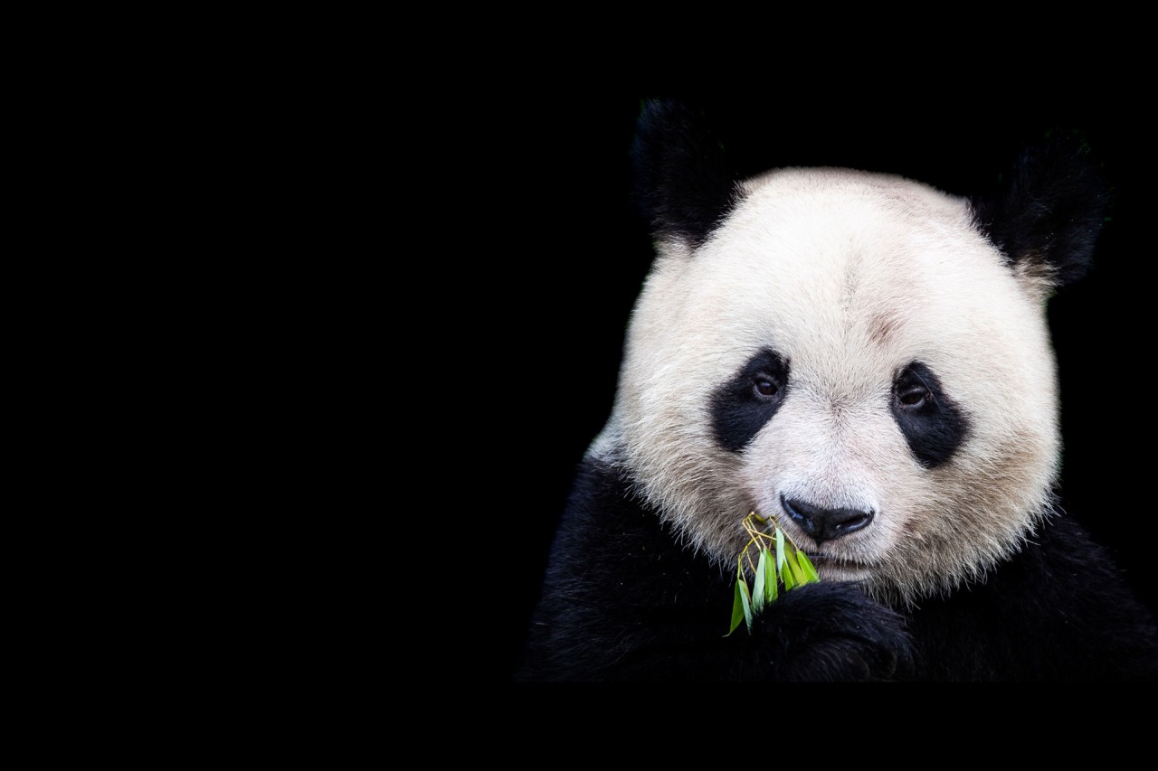 FPI’s fundraiser Franchise Zoo® successful for World Wildlife Fund WWF